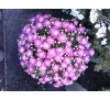 Хризантема Дайбрейк Эйплблоссом (Daybreak Appleblossom)